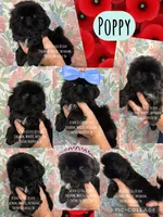 LIVING SNUGGLY TEDDY BEAR!! Handsome little Graham 💙 video in ad, a male Shih Tzu for sale in Nashville, TN – 9 of 9