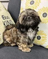 ~~ Princess Mila ~~, a female Shih Tzu for sale in Nashville, TN – 2 of 10