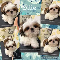 ~~ Princess Mila ~~, a female Shih Tzu for sale in Nashville, TN – 7 of 10