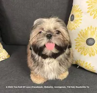 *Prince William * Sweetest Snuggle Buggle EVER!! (Video in ad), a female Shih Tzu for sale in Nashville, TN – 7 of 8