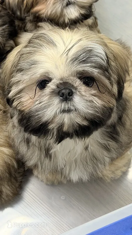 *Prince William * Sweetest Snuggle Buggle EVER!! (Video in ad) – Shih Tzu puppy for sale in Nashville, TN