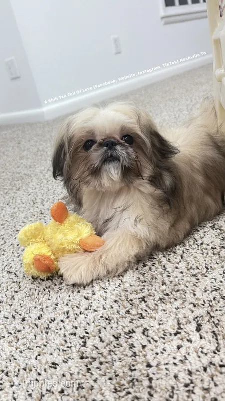 Tiny Moose!! Sweetest little man you will ever meet!! – Shih Tzu puppy for sale in Nashville, TN