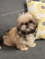 Sweetest Little boy you will ever meet!! * Moose * , a male Shih Tzu for sale in Nashville, TN – 3 of 9