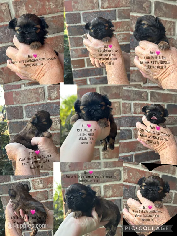 Tiny Little Princess Belle 🌹🩷 VIDEO IN AD  – Shih Tzu puppy for sale in Nashville, TN