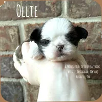 ~* OLLIE *~, a male Shih Tzu for sale in Nashville, TN – Photo 4 of 10