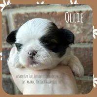 ~* OLLIE *~, a male Shih Tzu for sale in Nashville, TN – Photo 2 of 10
