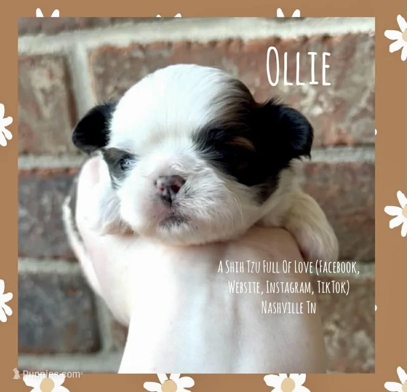 ~* OLLIE *~