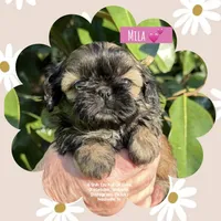** PRINCESS MILA **, a female Shih Tzu for sale in Nashville, TN – Photo 4 of 10