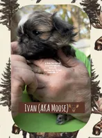 ** IVAN AKA MOOSE **, a male Shih Tzu for sale in Nashville, TN – Photo 4 of 10