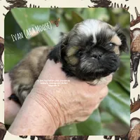 ** IVAN AKA MOOSE **, a male Shih Tzu for sale in Nashville, TN – Photo 2 of 10