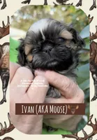 ** IVAN AKA MOOSE **, a male Shih Tzu for sale in Nashville, TN – Photo 9 of 10