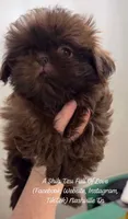 TINY STUNNING GORGEOUS PRINCESS POSEY Beautiful sweetheart VIDEO IN AD, a female Shih Tzu for sale in Nashville, TN – 1 of 10