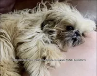 Sweetest little boy you will ever meet!! MOOSE!! Gorgeous VIDEO IN AD , a male Shih Tzu for sale in Nashville, TN – 2 of 10