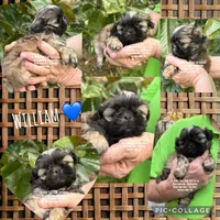 ** LITTLE LIZZIE **, a female Shih Tzu for sale in Nashville, TN – Photo 8 of 10