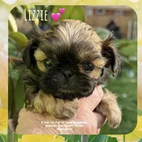 ** LITTLE LIZZIE **, a female Shih Tzu for sale in Nashville, TN – Photo 1 of 10