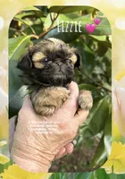 ~~ LIZZIE ~~, a female Shih Tzu for sale in Nashville, TN – Photo 5 of 10