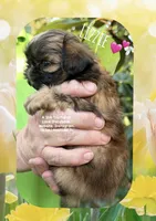 ~~ LIZZIE ~~, a female Shih Tzu for sale in Nashville, TN – Photo 7 of 10
