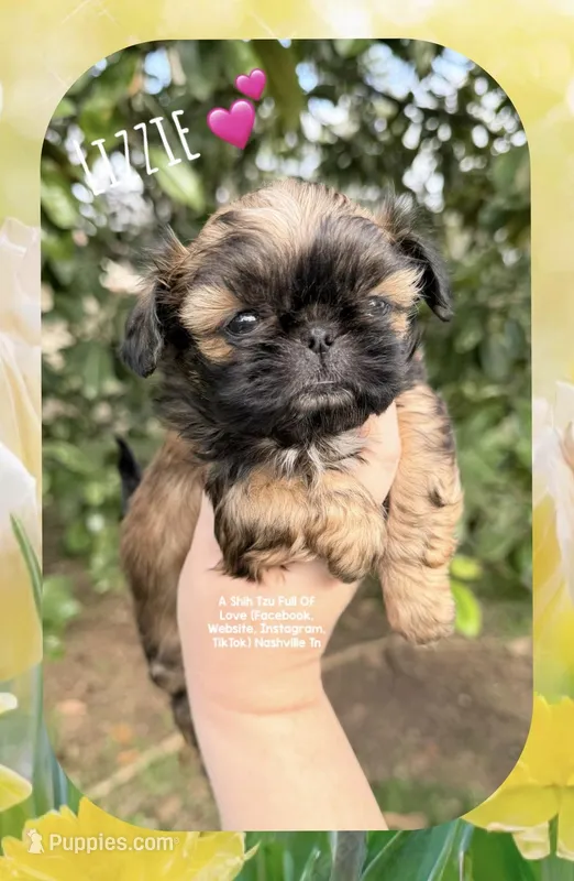 ~~ LIZZIE ~~ – Shih Tzu puppy for sale in Nashville, TN