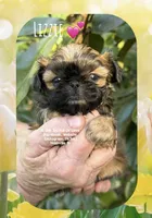 ~~ LIZZIE ~~, a female Shih Tzu for sale in Nashville, TN – Photo 3 of 10