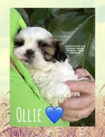 ~~ LIZZIE ~~, a female Shih Tzu for sale in Nashville, TN – Photo 8 of 10