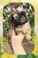 ~~ LIZZIE ~~, a female Shih Tzu for sale in Nashville, TN – Photo 2 of 10