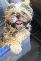 *Prince William * Sweetest Snuggle Buggle EVER!! (Video in ad), a male Shih Tzu for sale in Nashville, TN – 4 of 8