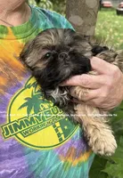 ** Tiny Princess Mila ** Stunning Little Girl & so so sweet!! , a female Shih Tzu for sale in Nashville, TN – 6 of 10