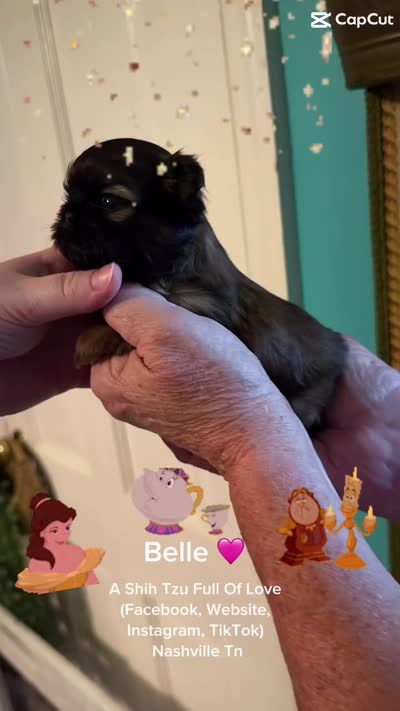 Tiny Little Princess Belle 🌹🩷 VIDEO IN AD , a female Shih Tzu for sale in Nashville, TN – 2 of 5