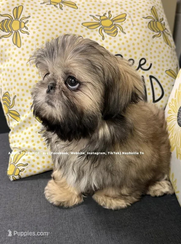 Prince William * Sweetest Snuggle Buggle EVER!! (Video in ad) – Shih Tzu puppy for sale in Nashville, TN