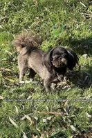 Tiny Little Raven 🐦‍⬛ , a female Shih Tzu for sale in Nashville, TN – 1 of 1