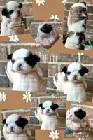 ** LIZZIE **, a female Shih Tzu for sale in Nashville, TN – Photo 7 of 10