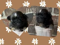 ** LIZZIE **, a female Shih Tzu for sale in Nashville, TN – Photo 6 of 10