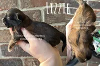 ** LIZZIE **, a female Shih Tzu for sale in Nashville, TN – Photo 5 of 10