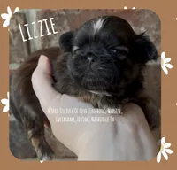 ** LIZZIE **, a female Shih Tzu for sale in Nashville, TN – Photo 1 of 10
