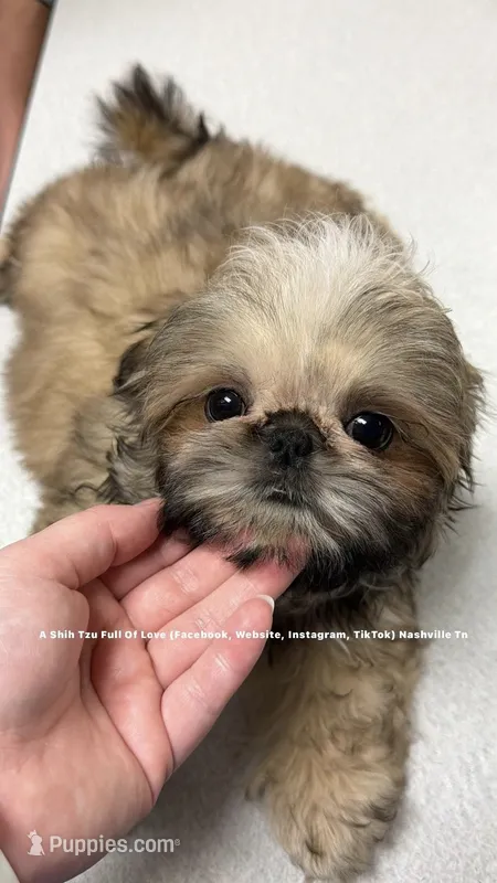 ~~ STUNNING HANDSOME LITTLE MOOSE ~~ – Shih Tzu puppy for sale in Nashville, TN