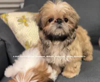 Sweetest Little boy you will ever meet!! * Moose * video in ad, a male Shih Tzu for sale in Nashville, TN – 8 of 10