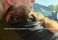 ** Tiny Princess Mila ** So so sweet!! Video in ad!!, a female Shih Tzu for sale in Nashville, TN – 2 of 10