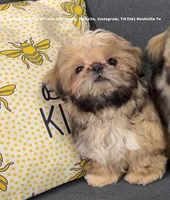 Tiny little Moose!! Your best friend is here waiting. Video in ad, a male Shih Tzu for sale in Nashville, TN – 7 of 10