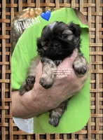 ** WILLIAM ** , a male Shih Tzu for sale in Nashville, TN – Photo 3 of 10