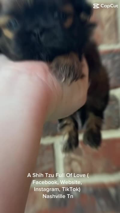 Tiny Princess Belle 🩷 Come see & Meet her!! VIDEO IN AD :), a female Shih Tzu for sale in Nashville, TN – 2 of 9