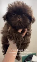Posey !! Sweet chocolate girl!! Video in ad :), a female Shih Tzu for sale in Nashville, TN – 3 of 9