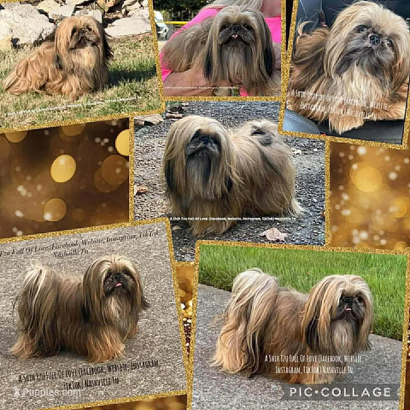 Tiny Little Moose!! Sweetest baby you will ever meet!!  – Shih Tzu puppy for sale in Nashville, TN