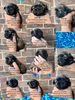 Handsome little Graham 💙 VIDEO IN AD , a male Shih Tzu for sale in Nashville, TN – 1 of 5