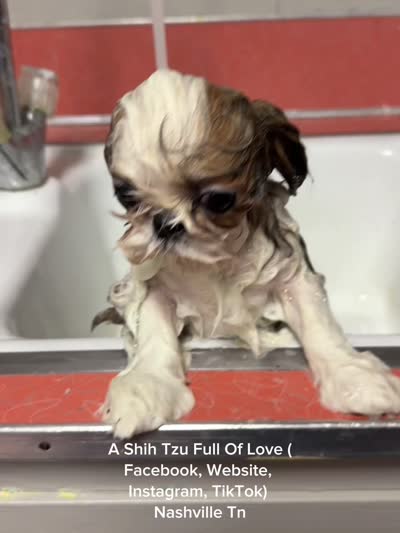^^ Ollie ^^, a male Shih Tzu for sale in Nashville, TN – 10 of 10