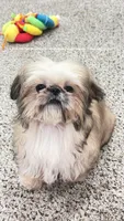 Sweetest little boy you will ever meet!! MOOSE!! Gorgeous VIDEO IN AD , a male Shih Tzu for sale in Nashville, TN – 6 of 10