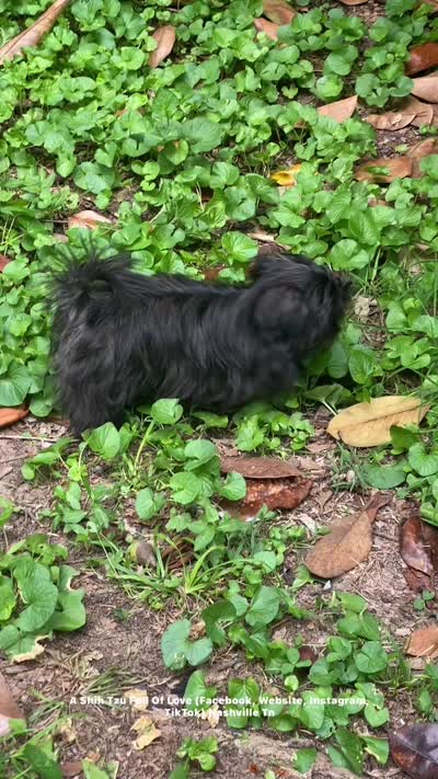 ** SWEET TINY LITTLE RAVEN!! **, a female Shih Tzu for sale in Nashville, TN – 2 of 2