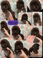 Sweet Tiny Heidi!! VIDEO IN AD :), a female Shih Tzu for sale in Nashville, TN – 6 of 9