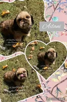 Sweetest little girl Ailani , a female Shih Tzu for sale in Nashville, TN – 1 of 1