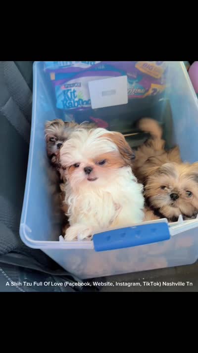 Sweetest Little boy you will ever meet!! * Moose * , a male Shih Tzu for sale in Nashville, TN – 9 of 9