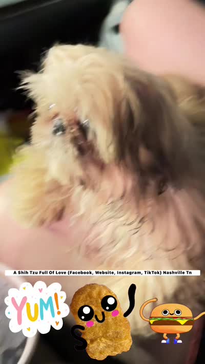 ** Moose ** STUNNING little man!! Beyond handsome!! VIDEOS IN AD , a male Shih Tzu for sale in Nashville, TN – 9 of 9